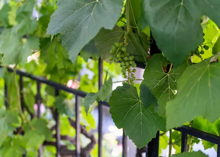 Feuille De Vigne * Saint-Léonard
