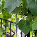 Feuille De Vigne * Saint-Léonard