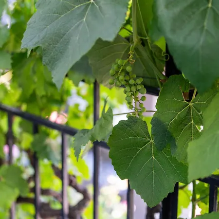 Feuille De Vigne * Saint-Leonard